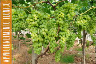 thumb_allungamento_rachide1