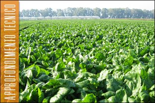 thumb_approf_spinacio-11