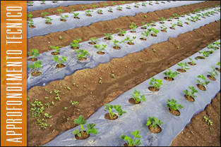 thumb_approf_stress_trapianto1