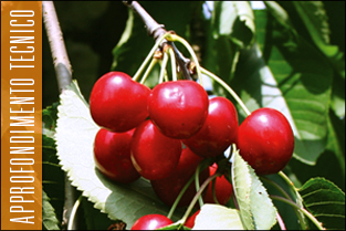 thumb_approfondim_ciliegie1