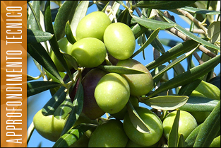 thumb_approfondim_olivo1