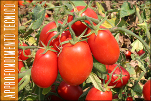 thumb_approfondim_pomodoro_industria1