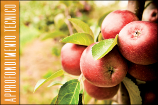 thumb_approfondim_tecnico_mele1