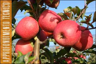 thumb_approfondim_tecnico_melo1