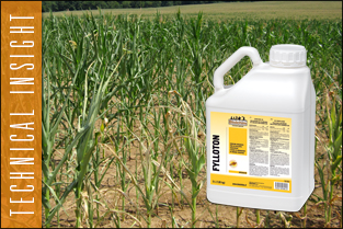 thumb_insight_fylloton1