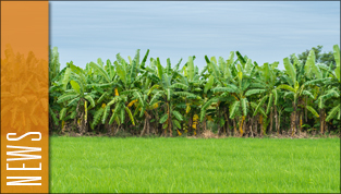 thumb_news_banano1-1